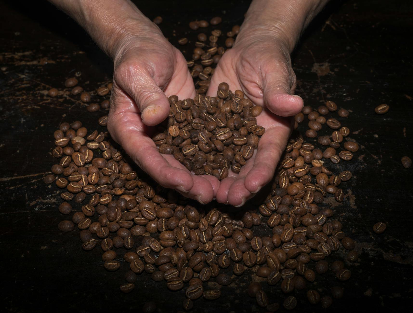 Dłonie trzymające palone ziarna kawy w Kolumbii